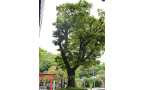 御薗の榎